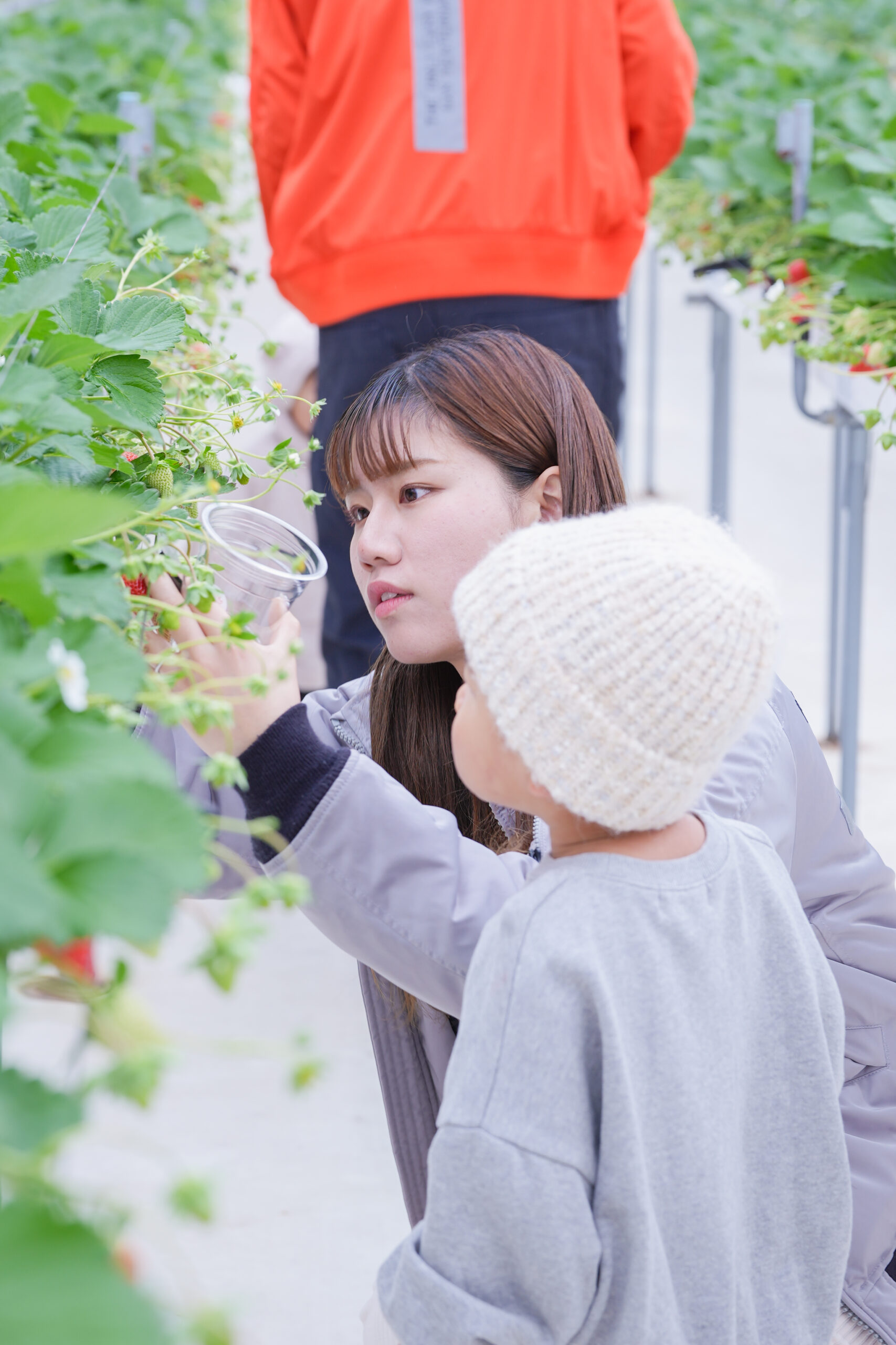 いちごの摘みとり体験 営業日のご案内 | すずみのりいちご農園